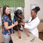 Signs Your Pet May Need Pet Orthopedic Surgery Long Island