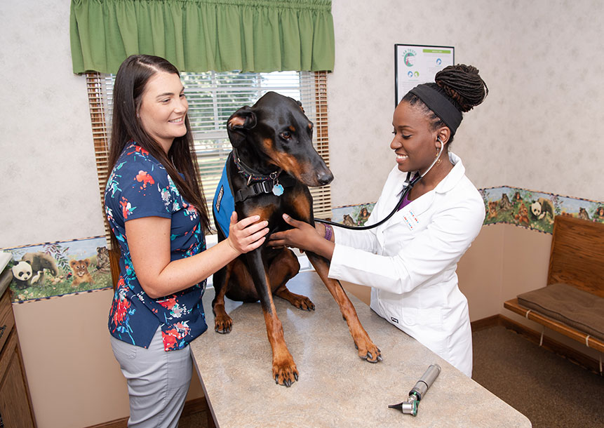 Signs Your Pet May Need Pet Orthopedic Surgery Long Island